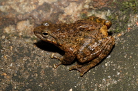 白刺湍蛙<i>Amolops albispinus</i>