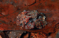 棘棱皮树蛙<i>Theloderma moloch</i>