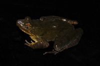 寒露林蛙<i>Rana hanluica</i>