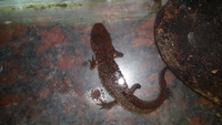 云雾瘰螈<i>Paramesotriton yunwuensis</i>