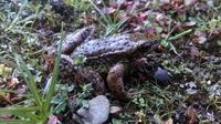 金江湍蛙<i>Amolops jinjiangensis</i>