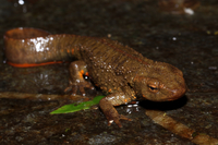 富钟瘰螈<i>Paramesotriton fuzhongensis</i>