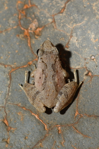 罗默刘树蛙<i>Liuixalus romeri</i>