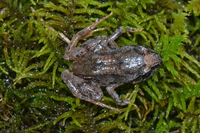 西藏舌突蛙<i>Liurana xizangensis</i>