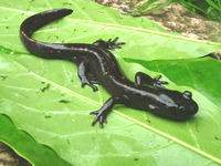 宽阔水拟小鲵<i>Pseudohynobius kuankuoshuiensis</i>