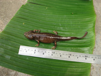 茂兰瘰螈<i>Paramesotriton maolanensis</i>