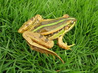 福建侧褶蛙<i>Pelophylax fukienensis</i>