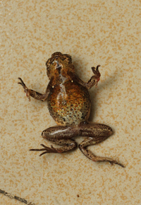 封开角蟾<i>Boulenophrys acuta</i>