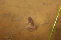 海南刘树蛙<i>Liuixalus hainanus</i>