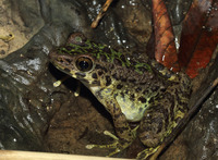 北圻臭蛙<i>Odorrana bacboensis</i>
