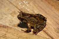 陈氏角蟾<i>Boulenophrys cheni</i>