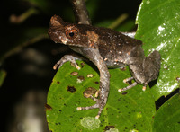 淡肩角蟾<i>Boulenophrys boettgeri</i>