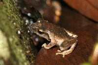 费氏刘树蛙<i>Liuixalus feii</i>
