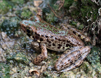 封开臭蛙<i>Odorrana fengkaiensis</i>