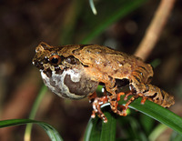 挂墩角蟾<i>Boulenophrys kuatunensis</i>