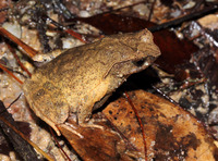 黑石顶角蟾<i>Boulenophrys obesa</i>