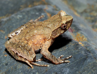 林氏角蟾<i>Boulenophrys lini</i>