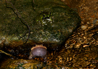珀普短腿蟾<i>Brachytarsophrys popei</i>