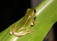 无斑雨蛙<i>Hyla immaculata</i>