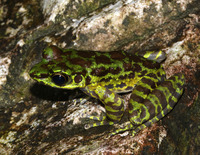 宜章臭蛙<i>Odorrana yizhangensis</i>