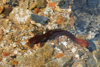 吴氏肥螈<i>Pachytriton wuguanfui</i>