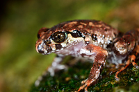 腾冲掌突蟾<i>Leptobrachella tengchongensis</i>