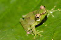 黑眼睑纤树蛙<i>Gracixalus gracilipes</i>