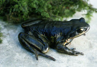 大花角蟾<i>Atympanophrys gigantica</i>