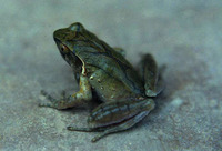 凹顶角蟾<i>Xenophrys parva</i>