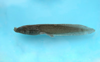 水城角蟾<i>Boulenophrys shuichengensis</i>