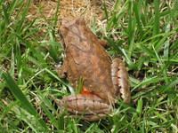 桑植角蟾<i>Boulenophrys sangzhiensis</i>