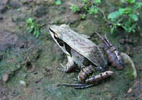黑斜线水蛙<i>Hylarana lateralis</i>