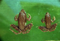 威宁蛙<i>Rana weiningensis</i>