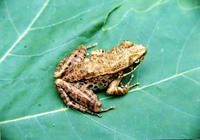 茅索水蛙<i>Hylarana maosonensis</i>