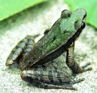 小竹叶蛙<i>Odorrana exiliversabilis</i>