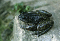花棘蛙<i>Nanorana maculosa</i>