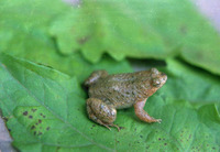 圆舌浮蛙<i>Occidozyga martensii</i>