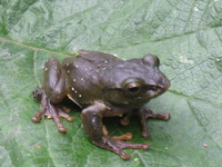 洪佛树蛙<i>Zhangixalus hungfuensis</i>