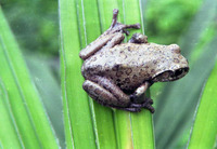 利川树蛙<i>Zhangixalus wui</i>