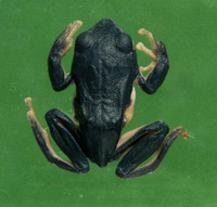 瑶山树蛙<i>Zhangixalus yaoshanensis</i>