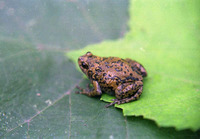 四川狭口蛙<i>Kaloula rugifera</i>