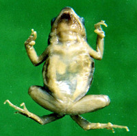 孟连小姬蛙<i>Micryletta menglienica</i>