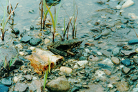 滇南臭蛙<i>Odorrana tiannanensis</i>