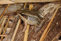 琉球琴蛙<i>Nidirana okinavana</i>
