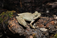 日本溪树蛙<i>Buergeria japonica</i>