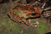 壮溪树蛙<i>Buergeria robusta</i>