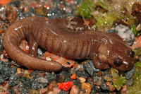 阿里山小鲵<i>Hynobius arisanensis</i>