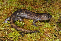 台湾小鲵<i>Hynobius formosanus</i>