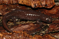 观雾小鲵<i>Hynobius fucus</i>