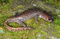 楚南小鲵<i>Hynobius sonani</i>